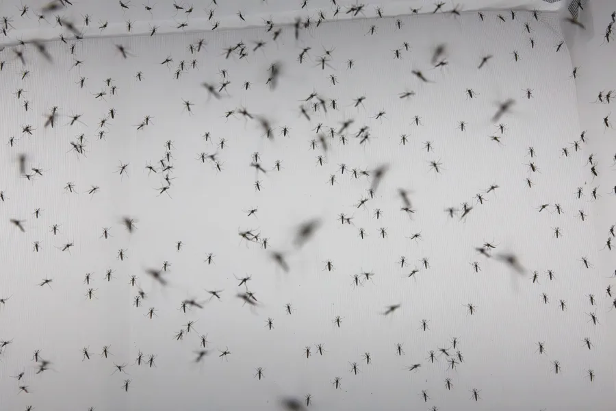 repelente mosquitos